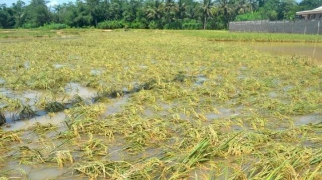 Update Banjir Wajo Ribuan Hektare Sawah Terendam Petani Merugi Rp