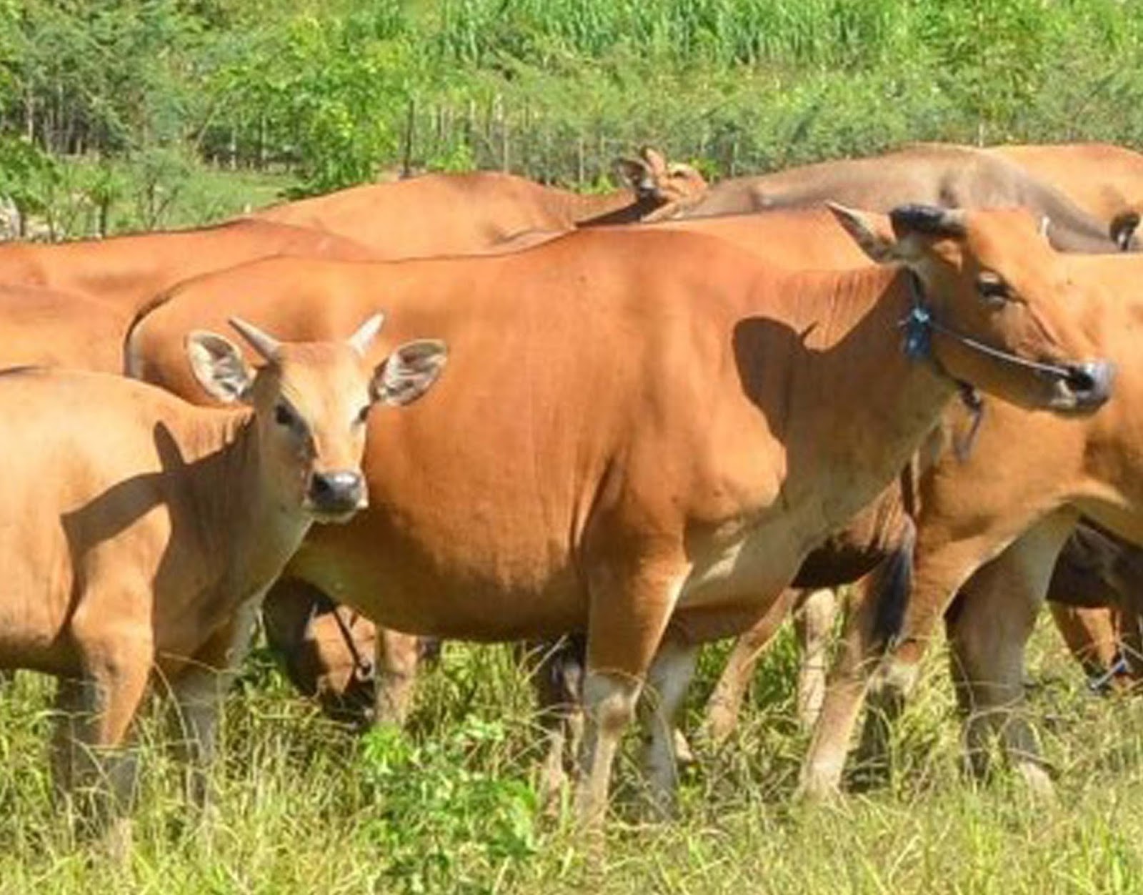 Sapi-Bali