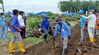 Bupati Luwu Utara Indah Putri Indriani meninjau pembukaan lahan pertanian untuk pengungsi di Desa Meli, Rabu (12/8/2020).