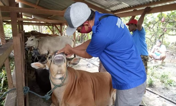 Petugas dari Dinas Peternakan dan Kesehatan Hewan Luwu Utara memeriksa hewan kurban sebelum disembelih, Minggu (2/8/2020). ft/humas