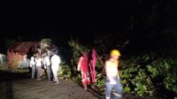 Pohon tumbang menimpa rumah warga di Latuppa, Palopo, Rabu (23/9/2020) malam tadi.