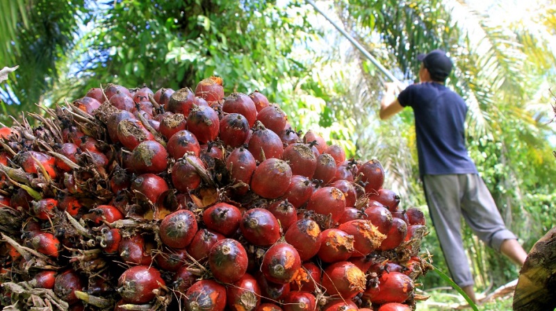 Ilustrasi Tandan Buah Segar (TBS) Kelapa Sawit.