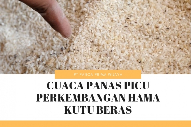 kutu pakan ternak