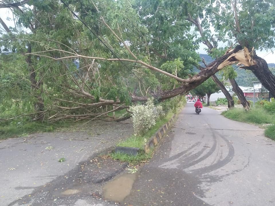 Pohon Pelindung