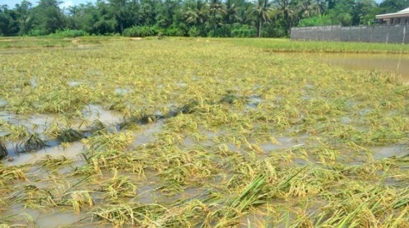Belasan ribu hektare sawah siap panen terendam banjir Wajo akhir pekan lalu. Petani diperkirakan merugi hingga Rp362 miliar.