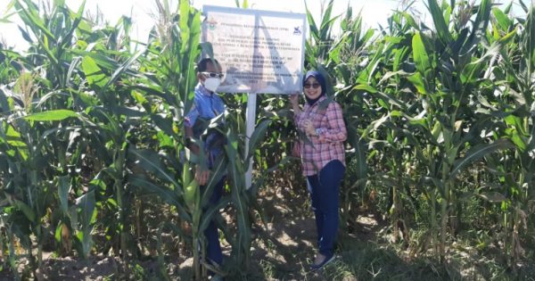 Pakar Fakultas Pertanian Unhas mengenalkan Teknologi Presisi dalam budidaya Jagung di Kabupaten Takalar. Foto:ist