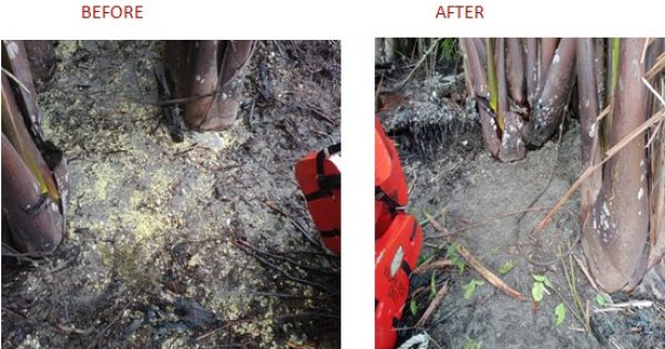 Penampakan limbah sulfur di Pulau Mori sebelum dan setelah dibersihkan PT Vale bersama warga setempat. Foto humas PT Vale