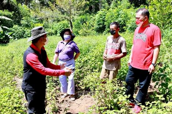 Minsel petani