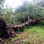 Pohon Tumbang Akibat Angin Kencang