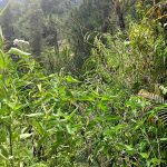 Proyek Wanatami di Sulbar yang gagal