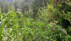 Proyek Wanatami di Sulbar yang gagal