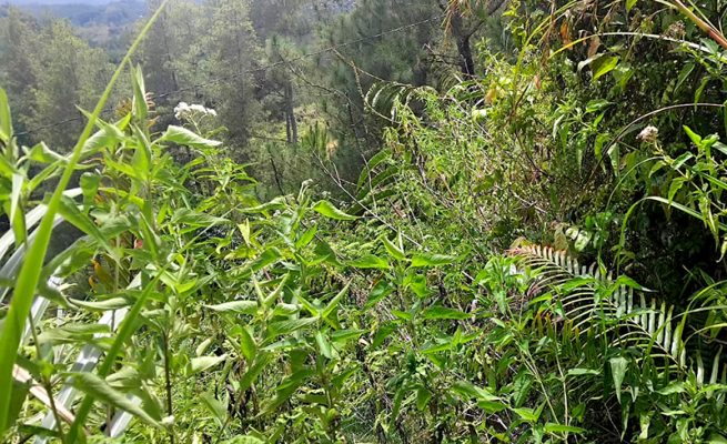 Proyek Wanatami di Sulbar yang gagal