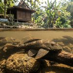 Ilustrasi ikan sapu-sapu teraskata