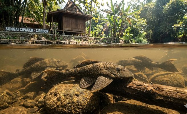 Ilustrasi ikan sapu-sapu teraskata